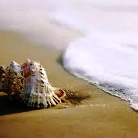 Zani Cervia